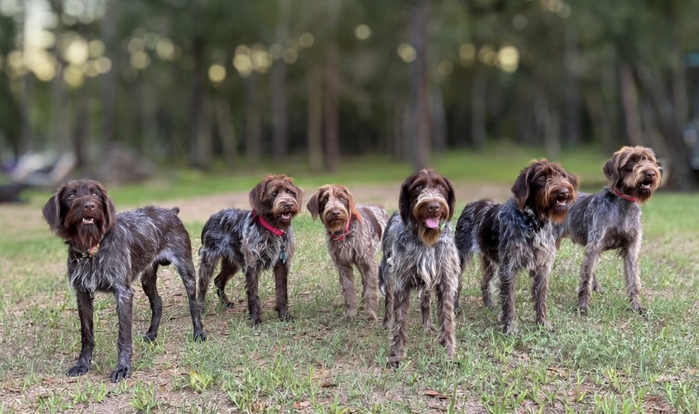The GriffonDor pack